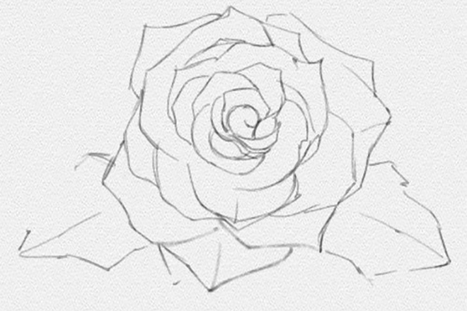 Как нарисовать розу поэтапно