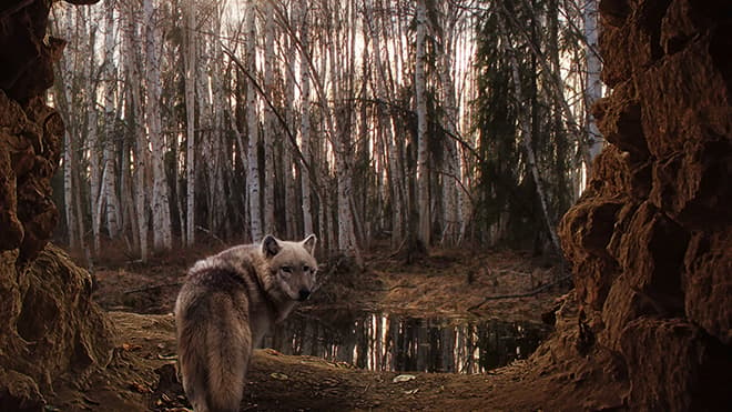Логово волка (54 фото)