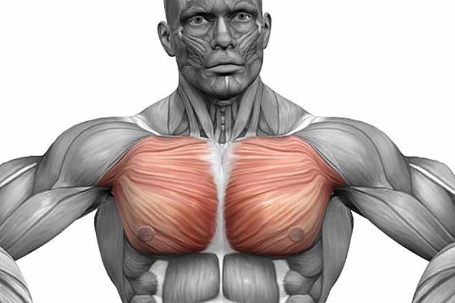 Мышцы Человека Фото