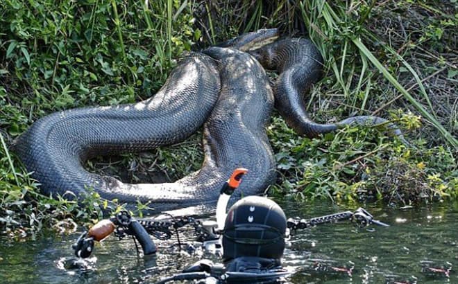 Самая Большая Змея В Мире Анаконда Фото