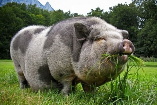 Вьетнамская свинья