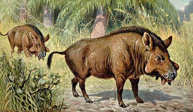 Доисторический предок свиней