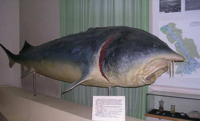 Белуга Фото Рыба Самая Большая