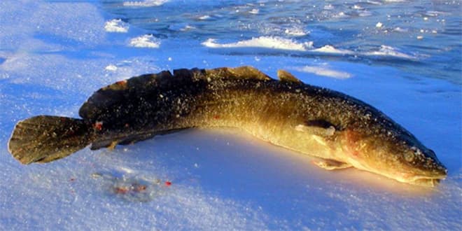 Видео рыбалки на налима зимой на Енисее