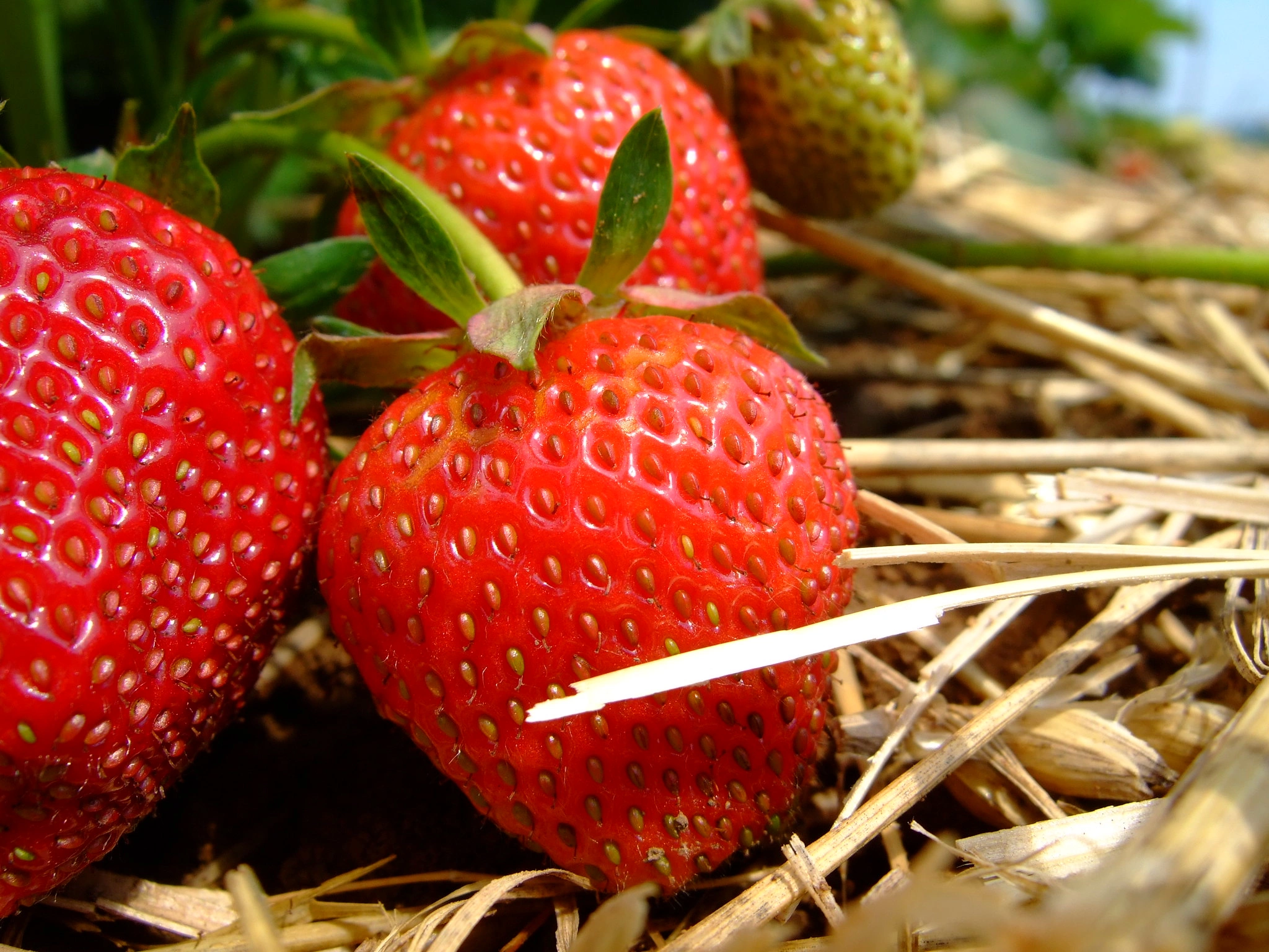 Клубника нужна. Хайлайт клубника. Поле с фруктами. Strawberry fields. Фото клубничный пазл.