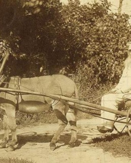 Афанасий Фет