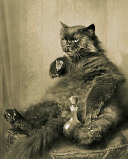 Кот Бегемот