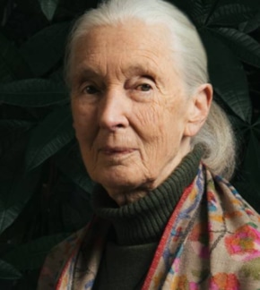 фотография Джейн Гудолл