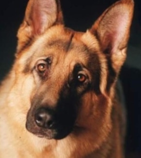 фотография Комиссар Рекс