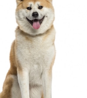 фотография Хатико