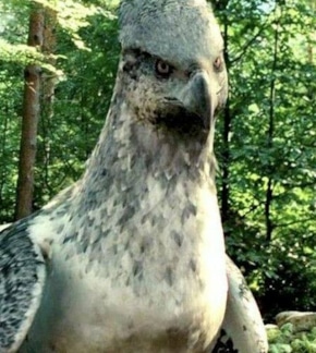 фотография Клювокрыл