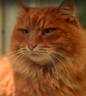 фотография Кот