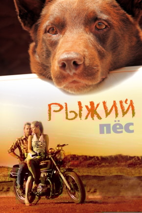 постер Рыжий пес
