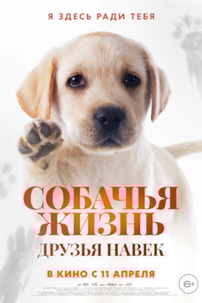 постер Собачья жизнь: Друзья навек