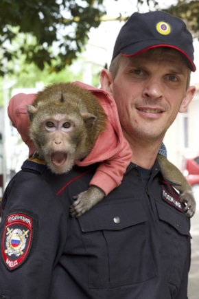 постер Майор и Меймун