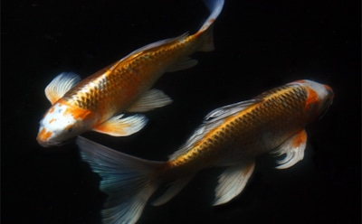 Гороскоп на неделю c 29 марта по 4 апреля 2021 года: Рыбы