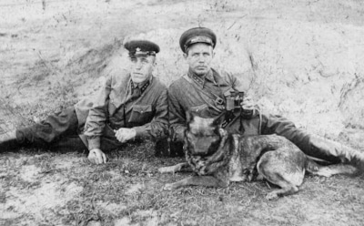 Собаки-герои Второй мировой войны