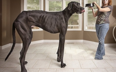 Самые большие собаки в мире