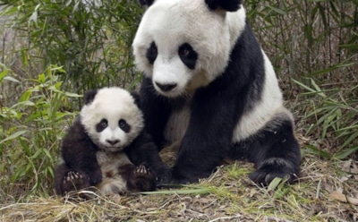 Лондонский зоопарк