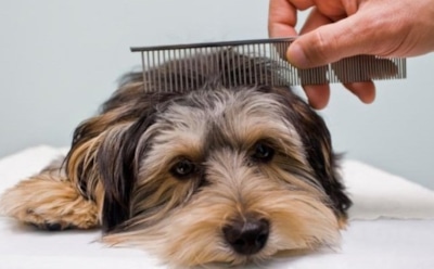 Правильный уход за собакой