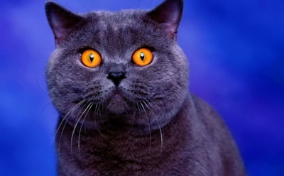 Зачем кастрировать кота?