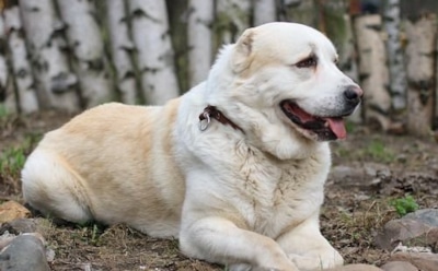 Фото Алабая - самой большой собаки