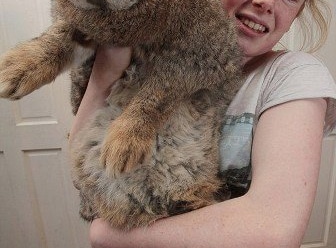 Самый большой кролик