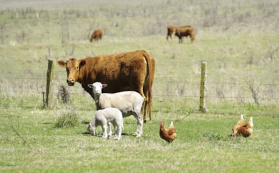 Ретинол и другие необходимые витамины для животных и птиц