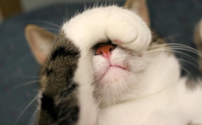 Что делать если заболела кошка