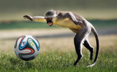 Животные – талисманы удачи