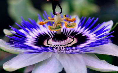 Самые красивые цветы в мире