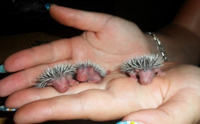 15 животных, которых вы вряд ли видели новорождёнными