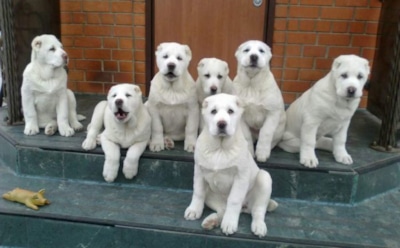 Порода алабай - характер, факты и цена