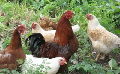 Системы поения домашней птицы