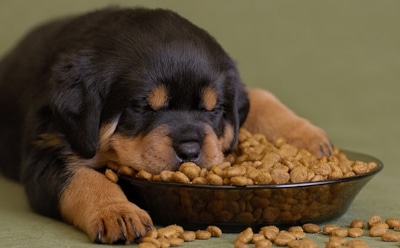 Как выбрать сухой корм для собаки