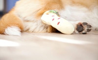 Что делать, если собака порезала лапу?