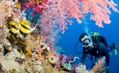 Увлекательный дайвинг на Филиппинах