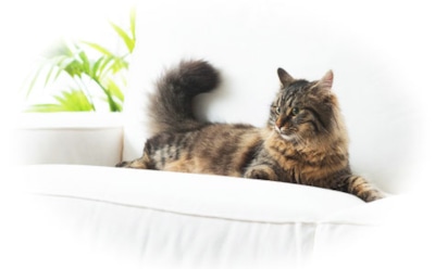 Какой диван выбрать, если в доме кошка