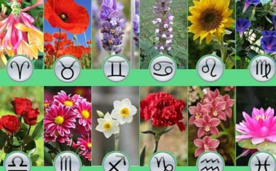 Какие цветы выбрать по Знаку Зодиака