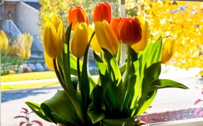 Выращивание тюльпанов в домашних условиях: советы опытных садоводов