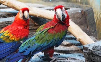 В воронежском зоопарке будут усыплены все птицы