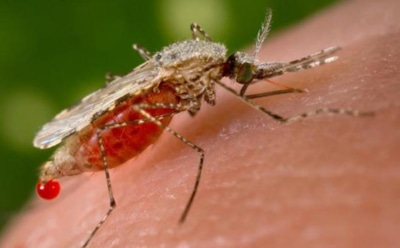 В России зафиксирован первый случай смерти от малярии
