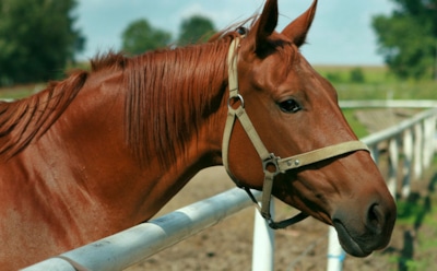 Ученые назвали самое опасное для человека животное