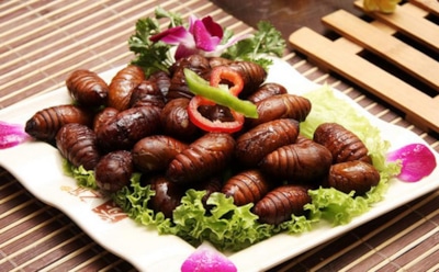 "Выгодно и вкусно": ученые доказали пользу поедания насекомых