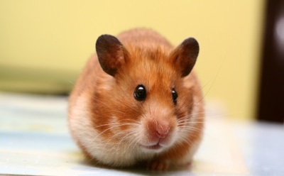 Ученые обнаружили во Франции хомяков-каннибалов