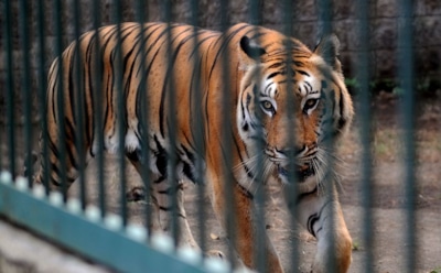 В Китае посетителя зоопарка убил тигр