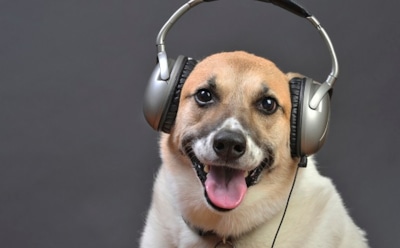 Ученые узнали, какая музыка нравится собакам