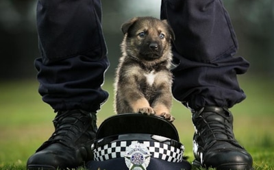 Британский щенок-полицейский стал звездой Сети
