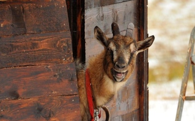 В Приморском сафари-парке коза Меркель родила первенца козлу Тимуру