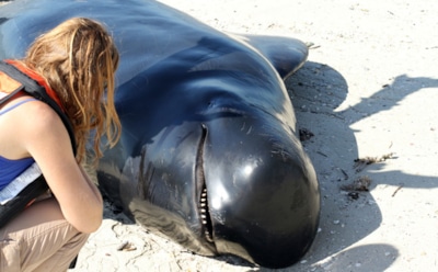 В Новой Зеландии более 400 дельфинов выбросились на берег